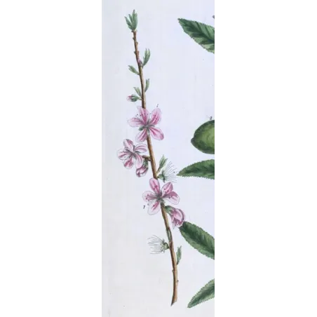 Antique Botanical Print – Elisabeth Blackwell – Almond Tree