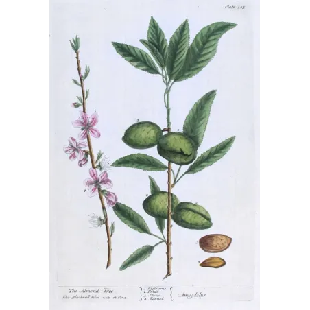 Antique Botanical Print – Elisabeth Blackwell – Almond Tree