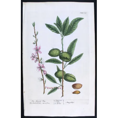 Antique Botanical Print – Elisabeth Blackwell – Almond Tree
