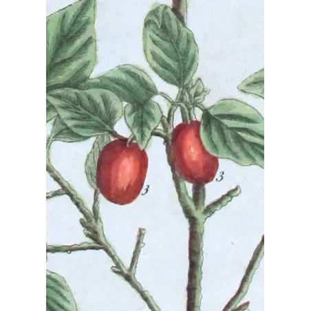 Antique Botanical Print – Elisabeth Blackwell – Cornel Tree