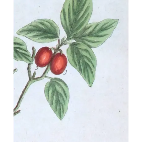 Antique Botanical Print – Elisabeth Blackwell – Cornel Tree