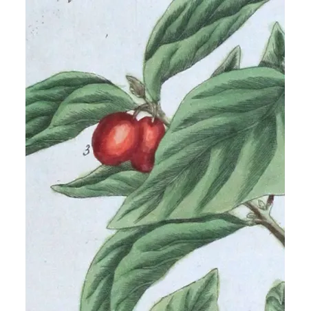 Antique Botanical Print – Elisabeth Blackwell – Cornel Tree