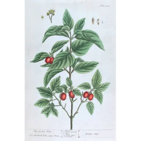 Antique Botanical Print – Elisabeth Blackwell – Cornel Tree