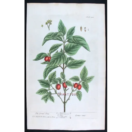 Antique Botanical Print – Elisabeth Blackwell – Cornel Tree