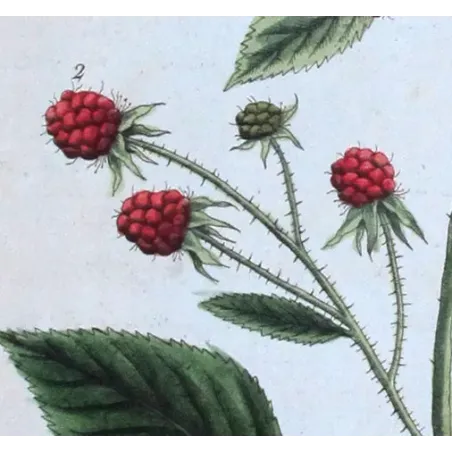 Antique Print by Elisabeth Blackwell – Raspberry Bush (Rubus idaeus)
