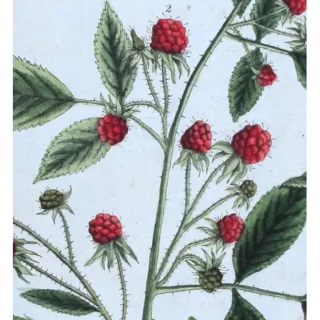 Antique Print by Elisabeth Blackwell – Raspberry Bush (Rubus idaeus)