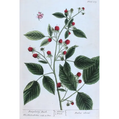 Antique Print by Elisabeth Blackwell – Raspberry Bush (Rubus idaeus)