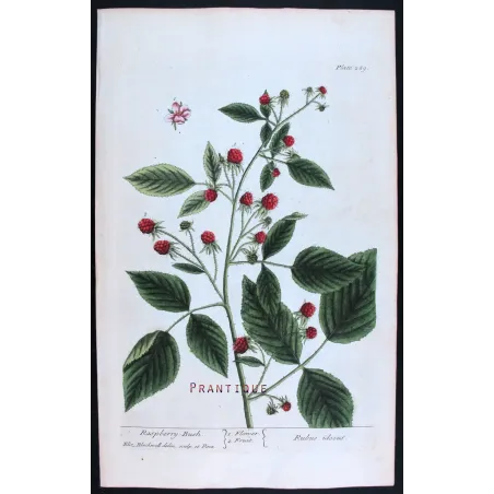 Antique Print by Elisabeth Blackwell – Raspberry Bush (Rubus idaeus)