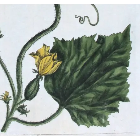 Antique Print by Elisabeth Blackwell – Garden Cucumber (Cucumis sativus)