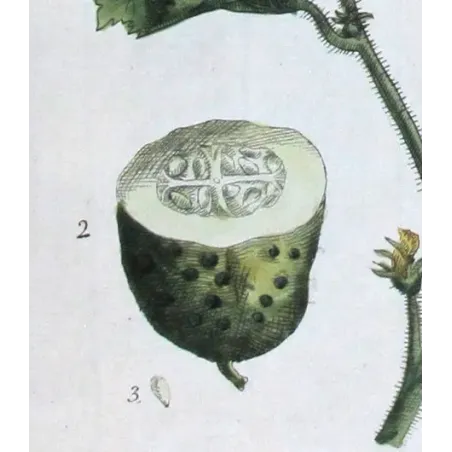 Antique Print by Elisabeth Blackwell – Garden Cucumber (Cucumis sativus)