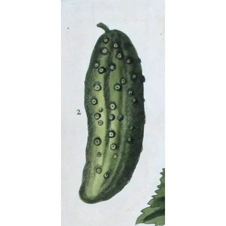 Antique Print by Elisabeth Blackwell – Garden Cucumber (Cucumis sativus)