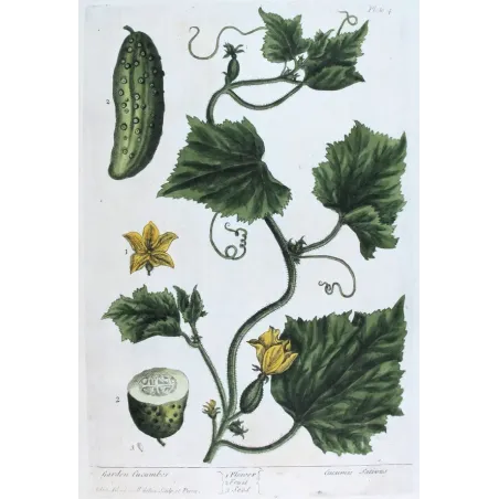 Antique Print by Elisabeth Blackwell – Garden Cucumber (Cucumis sativus)