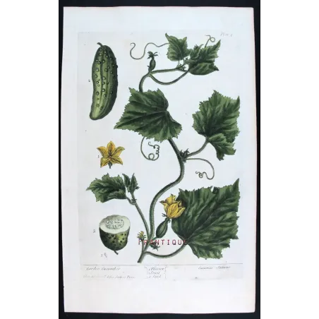 Antique Print by Elisabeth Blackwell – Garden Cucumber (Cucumis sativus)