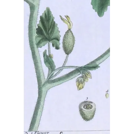 Antique Botanical Print – Elisabeth Blackwell – Wild Cucumber