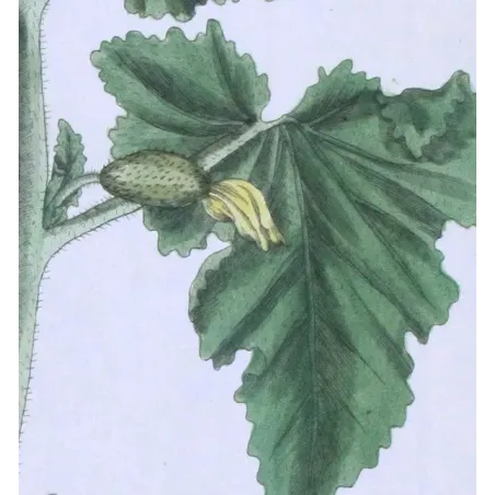Antique Botanical Print – Elisabeth Blackwell – Wild Cucumber