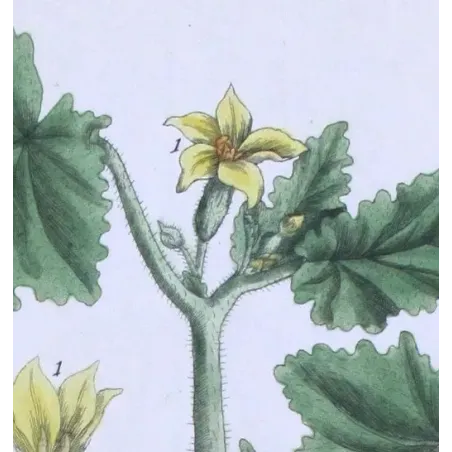 Antique Botanical Print – Elisabeth Blackwell – Wild Cucumber