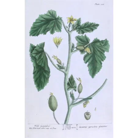 Antique Botanical Print – Elisabeth Blackwell – Wild Cucumber