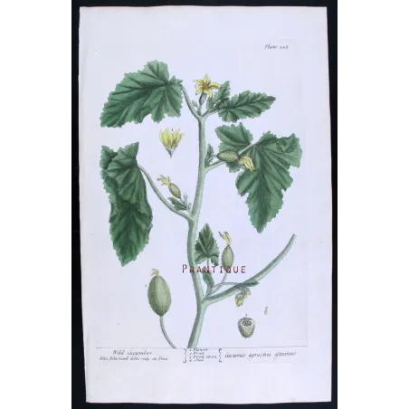 Antique Botanical Print – Elisabeth Blackwell – Wild Cucumber