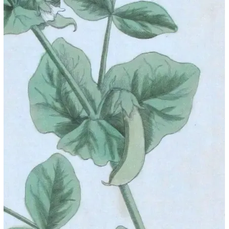 Antique Botanical Print – Elisabeth Blackwell – Peas