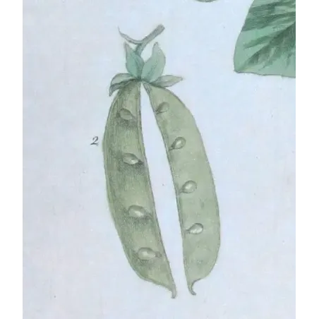 Antique Botanical Print – Elisabeth Blackwell – Peas