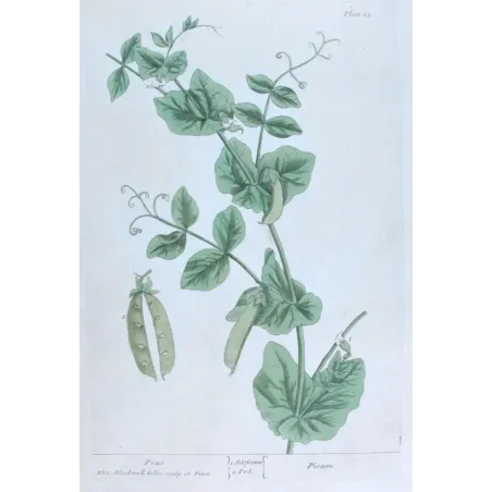 Antique Botanical Print – Elisabeth Blackwell – Peas