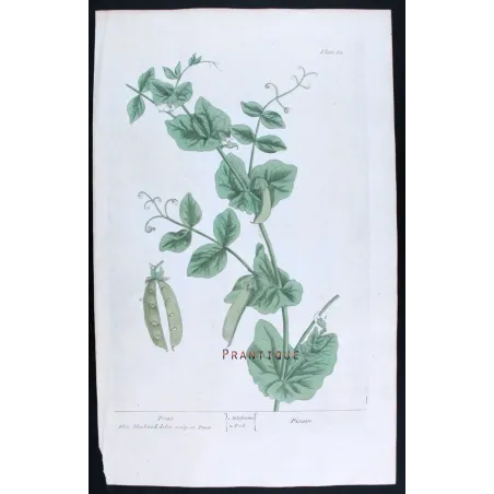Antique Botanical Print – Elisabeth Blackwell – Peas