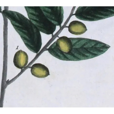 Antique Botanical Print – Elisabeth Blackwell – Wild Olive Tree