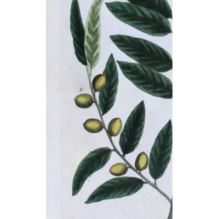 Antique Botanical Print – Elisabeth Blackwell – Wild Olive Tree