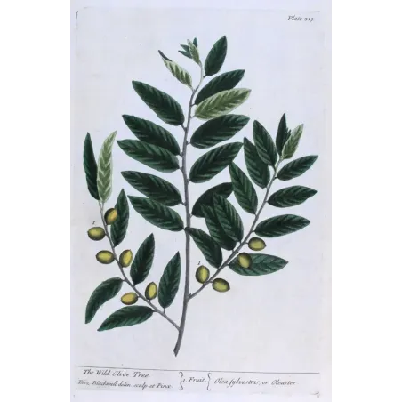 Antique Botanical Print – Elisabeth Blackwell – Wild Olive Tree