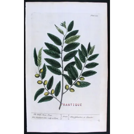 Antique Botanical Print – Elisabeth Blackwell – Wild Olive Tree