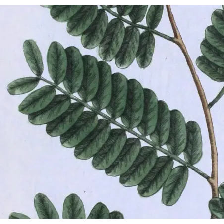 Antique Botanical Print – Elisabeth Blackwell – Tamarind Tree