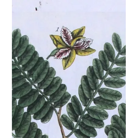 Antique Botanical Print – Elisabeth Blackwell – Tamarind Tree
