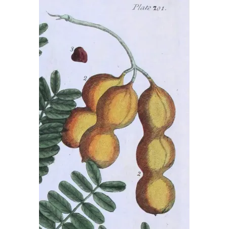 Antique Botanical Print – Elisabeth Blackwell – Tamarind Tree