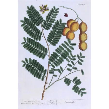 Antique Botanical Print – Elisabeth Blackwell – Tamarind Tree