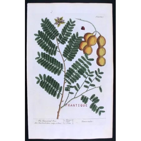 Antique Botanical Print – Elisabeth Blackwell – Tamarind Tree