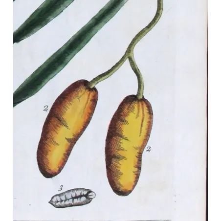 Antique Botanical Print – Elisabeth Blackwell – Palm Date Tree