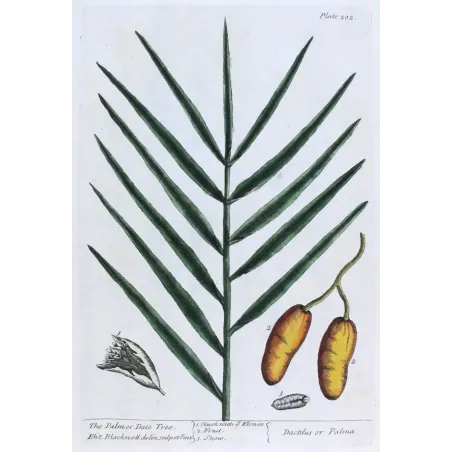 Antique Botanical Print – Elisabeth Blackwell – Palm Date Tree