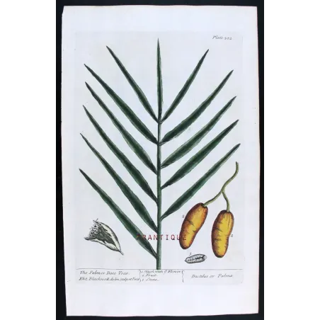 Antique Botanical Print – Elisabeth Blackwell – Palm Date Tree