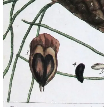 Antique Botanical Print – Elisabeth Blackwell – Pine Tree