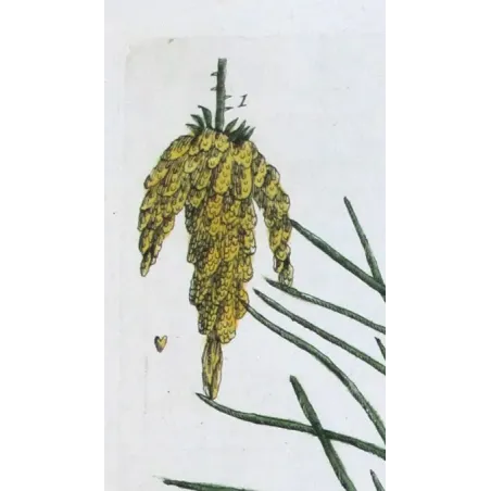 Antique Botanical Print – Elisabeth Blackwell – Pine Tree