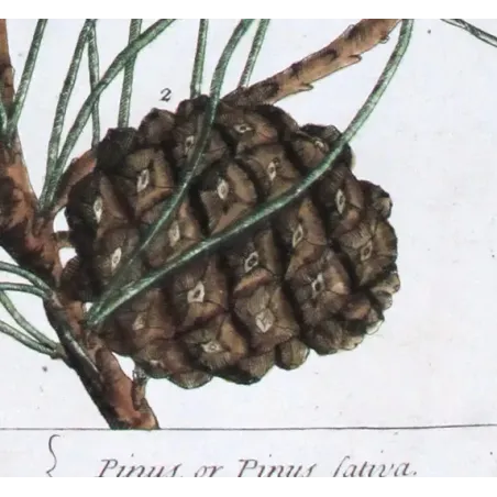 Antique Botanical Print – Elisabeth Blackwell – Pine Tree