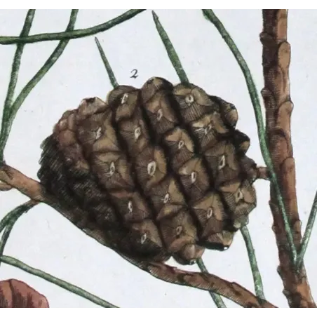 Antique Botanical Print – Elisabeth Blackwell – Pine Tree