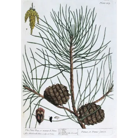 Antique Botanical Print – Elisabeth Blackwell – Pine Tree