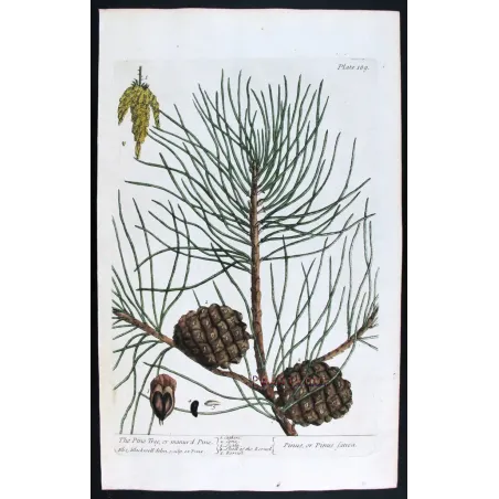 Antique Botanical Print – Elisabeth Blackwell – Pine Tree