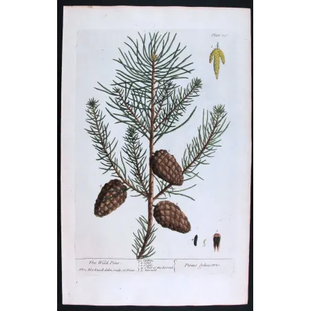 Antique Botanical Print – Elisabeth Blackwell – Wild Pine