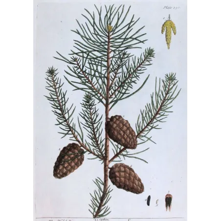 Antique Botanical Print – Elisabeth Blackwell – Wild Pine