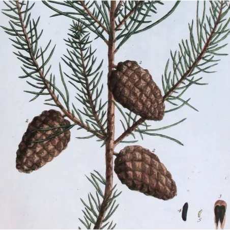 Antique Botanical Print – Elisabeth Blackwell – Wild Pine