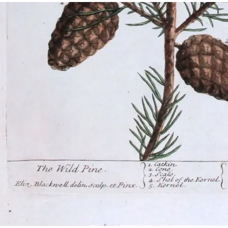 Antique Botanical Print – Elisabeth Blackwell – Wild Pine