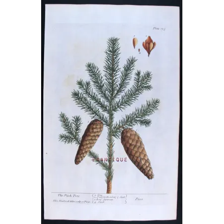 Antique Botanical Print – Elisabeth Blackwell – Pitch Tree