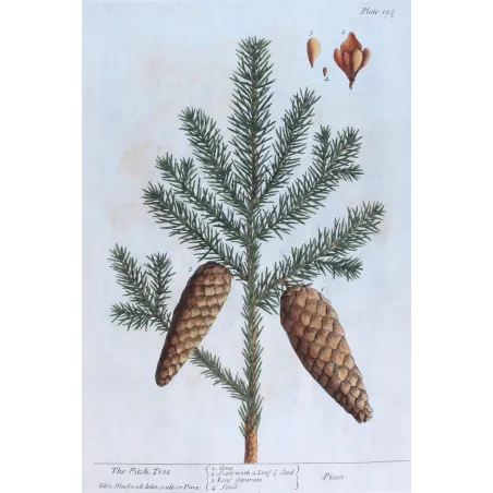 Antique Botanical Print – Elisabeth Blackwell – Pitch Tree